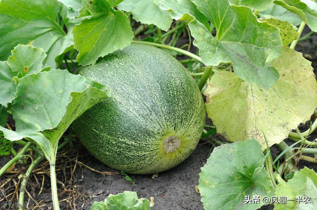 種植絲瓜、南瓜最忌怕哪些施肥方法？如何施肥才高產(chǎn)