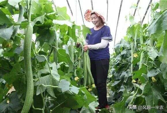 種植絲瓜、南瓜最忌怕哪些施肥方法？如何施肥才高產(chǎn)